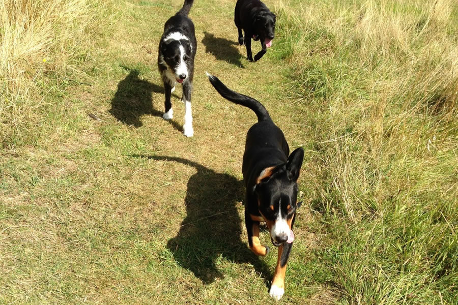 Happy dogs running through the fields