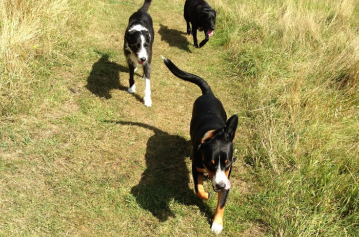 Happy dogs running through the fields